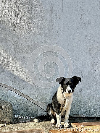 Black and white dog on a gray background. The dog sits against the background of a concrete wall. Street mongrel tied on a leash Stock Photo