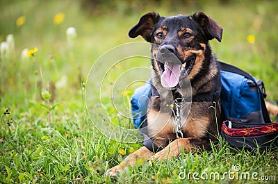 A dog sits in a grassy field Stock Photo