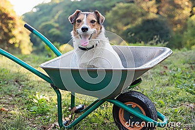 Dog sits in a pushcart Stock Photo