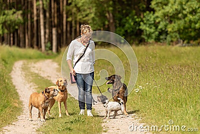 Dog sitter is walking with many dogs on a leash. Dog walker with different dog breeds in the beautiful nature Stock Photo