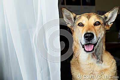 Dog sitting on bed behind balcony door Stock Photo