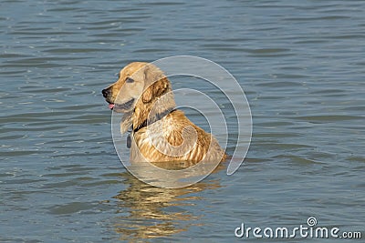 Dog sitting in chest deep water Stock Photo