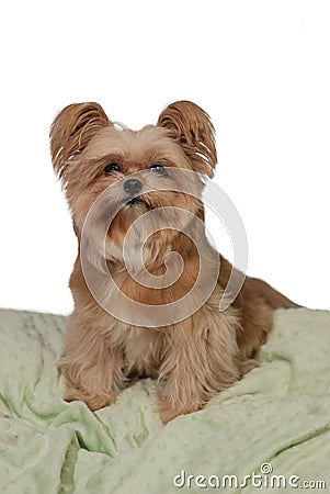 Dog Sitting in Cushion Stock Photo