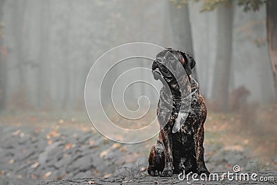 Dog sitting in park. Cold weather. Bullmastiff dog breed. Giant dog. Fall, autumn season Stock Photo