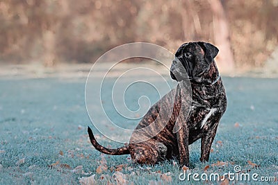 Dog sitting in park. Cold weather. Bullmastiff dog breed. Giant dog. Fall, autumn season Stock Photo