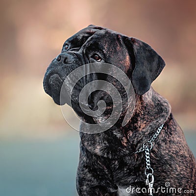 Dog sitting in park. Cold weather. Bullmastiff dog breed. Giant dog. Fall, autumn season Stock Photo