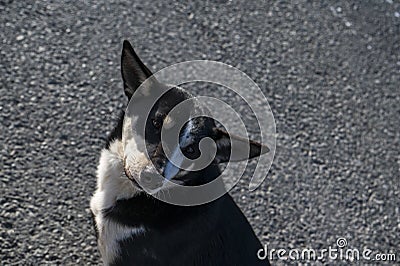 the dog is sitting on the road Stock Photo
