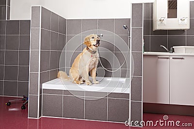 Dog sitting in shower at veterinarian Stock Photo