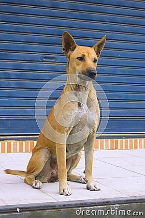 Dog sitting on the sidewalk elegant swagger Stock Photo