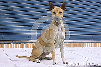 Dog sitting on the sidewalk elegant swagger Stock Photo
