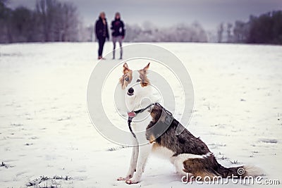 Dog sitting in the snow, two women in the background, winter season walk Stock Photo
