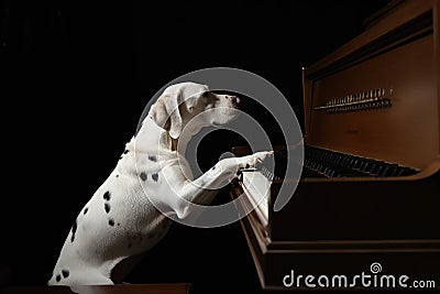 dog, sitting on top of grand piano, with its paw reaching out to touch the keys Stock Photo