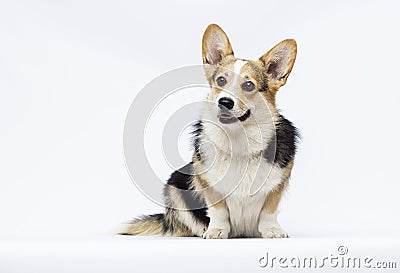 dog sitting Welsh Corgi breed in full growth Stock Photo