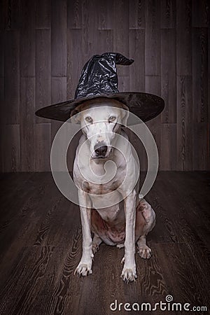 Dog sitting in a witches hat. Halloween dog Stock Photo