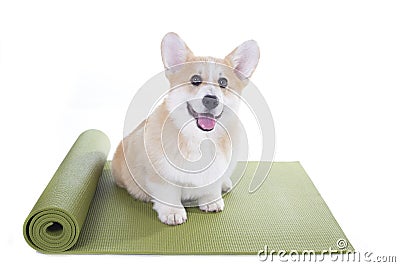 Dog sitting on a yoga mat, concentrating for exercise Stock Photo