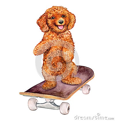 Dog on a skateboard. Cheerful poodle. Trained puppy. Watercolor Stock Photo