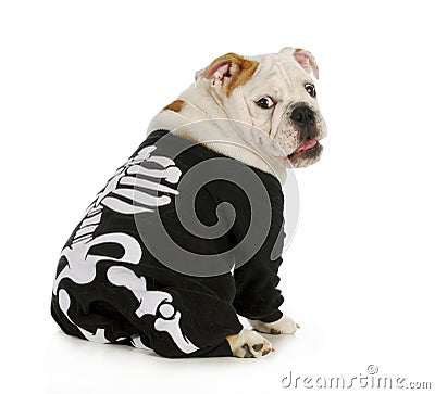 Dog skeleton Stock Photo