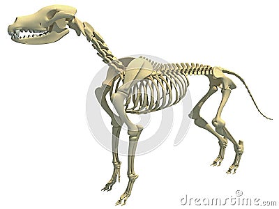 Dog Skeleton animal anatomy 3D rendering Stock Photo
