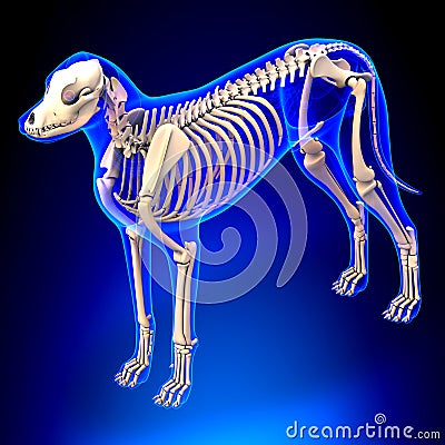 Dog Skeleton - Canis Lupus Familiaris Anatomy - perspective view Stock Photo