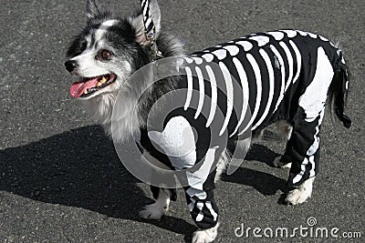Dog in skeleton costume Stock Photo