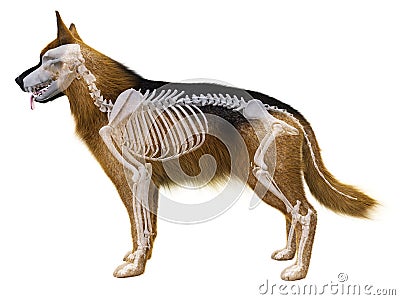 The dog skeleton Cartoon Illustration