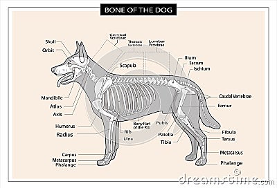 Dog skeleton veterinary vector illustration, dog osteology, bones Cartoon Illustration