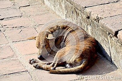 Dog skin leprosy sleeping Stock Photo