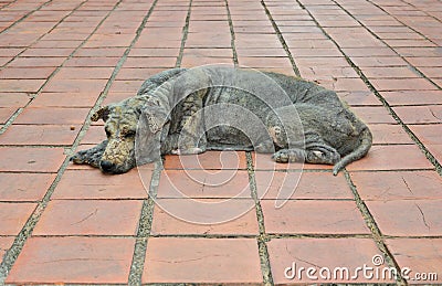 Dog skin leprosy Stock Photo