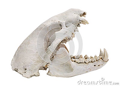 Dog skull cutout Stock Photo