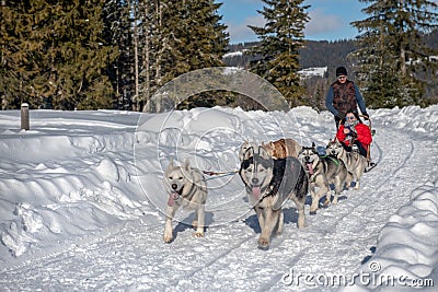 A dog sled pulls a sleigh on a snowy road Editorial Stock Photo