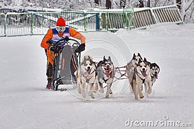 Dog-sled race - extreme winter sports . Editorial Stock Photo