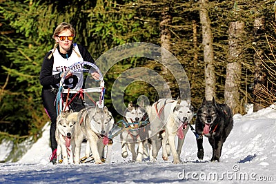 Dog sled race Editorial Stock Photo