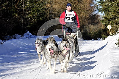 Dog sled race Editorial Stock Photo