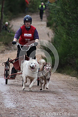 Dog sled racing Editorial Stock Photo