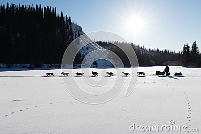 Dog sled racing in Yukon Quest Stock Photo