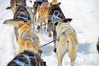 Dog sledding in Alaska Stock Photo