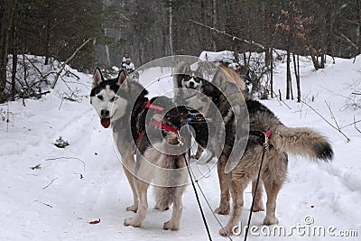 Dog sledding in canada Stock Photo