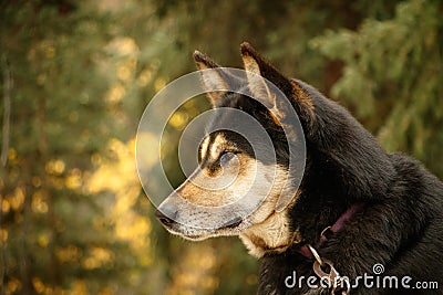 Dog for dog sledding in Denali NP in Alaska Stock Photo