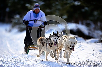 Dog sledding with husky Editorial Stock Photo