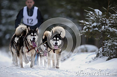 Dog sledding with husky Editorial Stock Photo