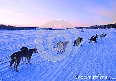 Dog sledding on the lake of Yellowknife Canada Stock Photo