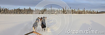 Dog sledding in lapland Stock Photo