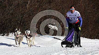 Dog sledding race during winter time Editorial Stock Photo