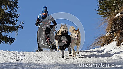 Dog sledding winter race, Zuberec, Slovakia, Mushing Editorial Stock Photo