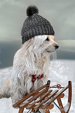 Dog with sledge in snow Stock Photo