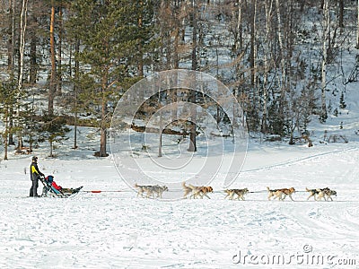 Dog sledge for tourists in Listvyanka village in Russia Editorial Stock Photo