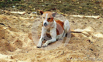 Dog is sleeping canidae in sand Stock Photo