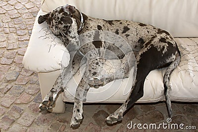 Dog sleeping on couch Stock Photo