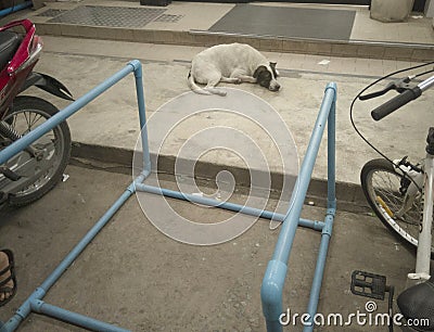 The dog sleeping front of store Editorial Stock Photo