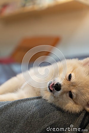 Dog sleeping and rest on Dog owner. woman is lying and sleeping with Pomeranian dog Stock Photo